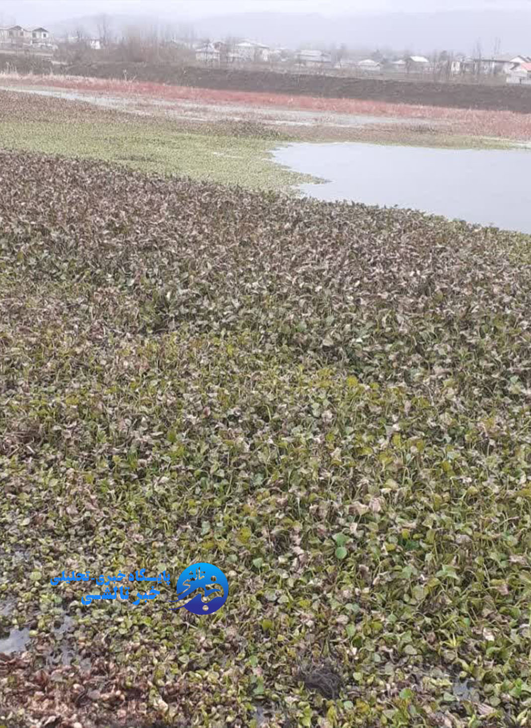پاکسازی یکی از آب بندان‌های آلوده ماسال از گیاه مهاجم سنبل آبی