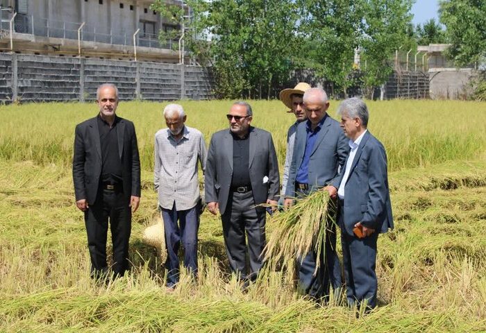 اولین برداشت مکانیزه برنج در فومن