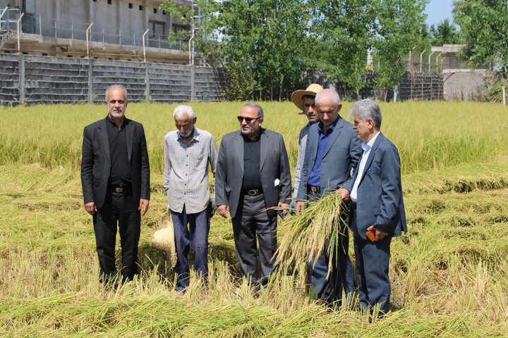 اولین برداشت مکانیزه برنج در فومن