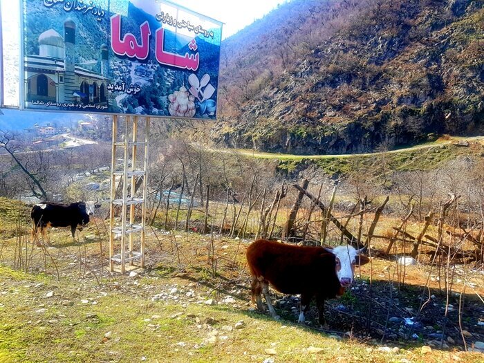 شالما ماسال