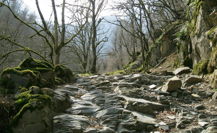 اسب ریسه ماسال