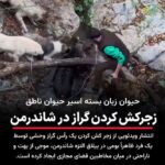 روایت تکان‌دهنده از ییلاق اَلنَزه شاندرمن صحنه دردناک چاقو زدن به یک گراز زنده