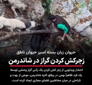 روایت تکان‌دهنده از ییلاق اَلنَزه شاندرمن صحنه دردناک چاقو زدن به یک گراز زنده