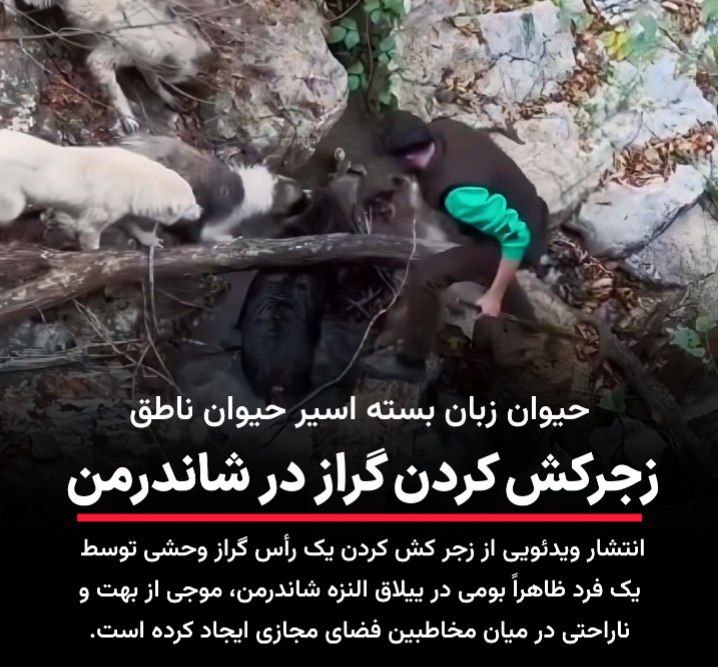 روایت تکان‌دهنده از ییلاق اَلنَزه شاندرمن صحنه دردناک چاقو زدن به یک گراز زنده