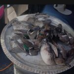 محیط زیست ماسال