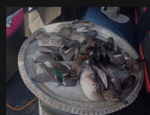 محیط زیست ماسال