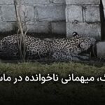 حضور یک قلاده پلنگ در حیاط منزل مشکونی در ماسال