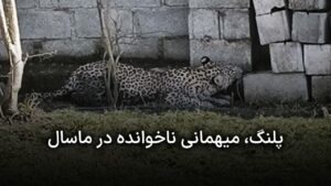 حضور یک قلاده پلنگ در حیاط منزل مشکونی در ماسال