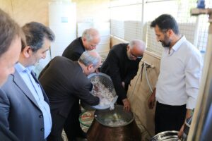گلاب شفت