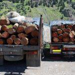 کشف ۲۵۲ تن چوب جنگلی قاچاق در تالش