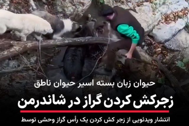 روایت تکان‌دهنده از ییلاق اَلنَزه شاندرمن صحنه دردناک چاقو زدن به یک گراز زنده