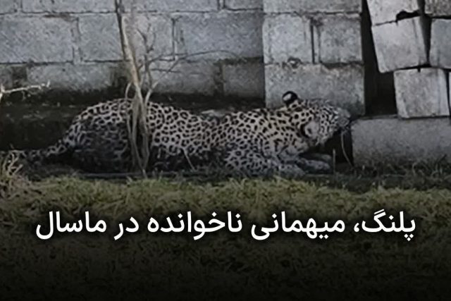 حضور یک قلاده پلنگ در حیاط منزل مشکونی در ماسال